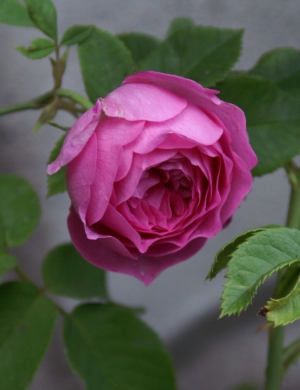 Louise Odier rose